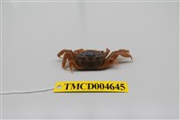 藏品(萬歲大眼蟹)的圖片